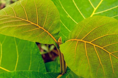 Meşe ağacının iki güzel yaprağı. Sığ odak