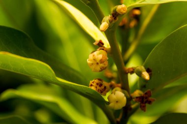 Endonezya Koyu Ahşabı, Abanoz (Diospyros celebica) yeşil yapraklar ve çiçekler, seçilmiş odak