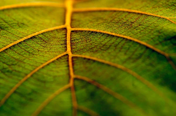 Prachtige Jonge Groene Bladeren Textuur Van Teakplant — Stockfoto