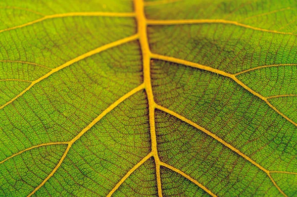 Vackra Unga Gröna Blad Konsistens Teak Anläggningen — Stockfoto