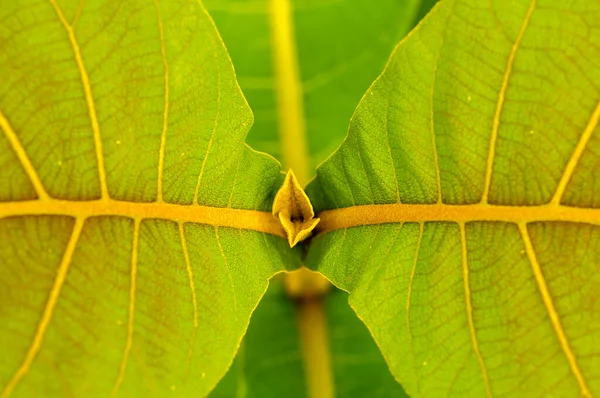 Two Beautiful Young Leaves Teak Plant Shallow Focus — Stock Photo, Image