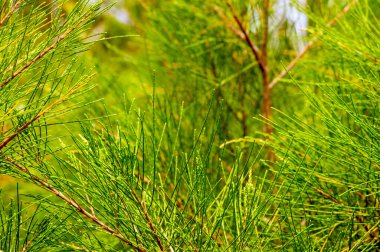 Cemara Udang, Avustralya çam ağacı ya da ıslık çalan çam ağacı (Casuarina equisetifolia) yaprakları, yüzeysel bir odak noktasıdır. Doğal arkaplan
