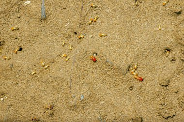 Bir grup küçük termit yerde. Vahşi hayvan duvar kağıdı.