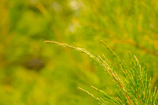 Cemara Udang Avustralya Çam Ağacı Islık Çalan Çam Ağacı Casuarina — Stok fotoğraf