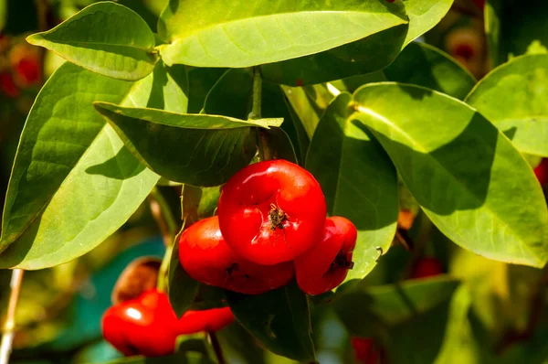 Red water apples fruits (Syzygium aqueum) on its tree, known as rose apples or watery rose apples