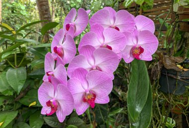 Güve orkidesi (Phalaenopsis amabilis), yaygın olarak ay orkidesi olarak bilinir.