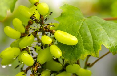 Bulanık arka planı olan yeşil üzümler.
