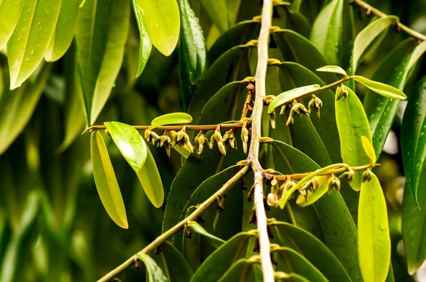 Indonesisches Dunkles Holz Ebenholz Diospyros Celebica Grüne Blätter Und Blüten — Stockfoto