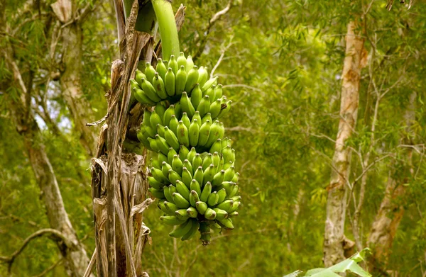 Banana Verde Monte Árvore Jardim — Fotografia de Stock
