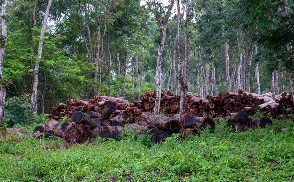 Pila Legno Teak Nella Foresta Gunung Kidul Indonesia — Foto Stock