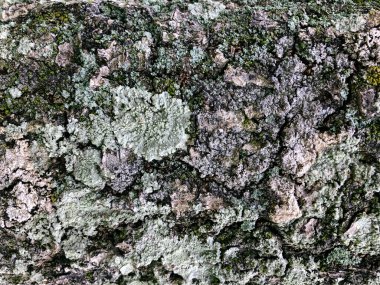 Grunge ağaç kabuğunun dokusunu kapat