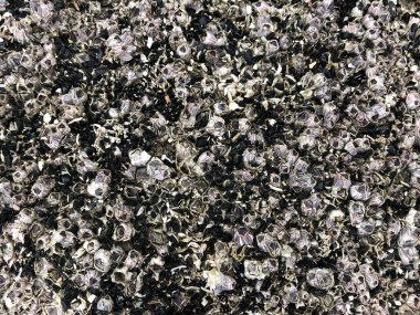 Mercan dokusu yakından geliyor. Deniz bitkilerinin iskeleti. Seçici odak