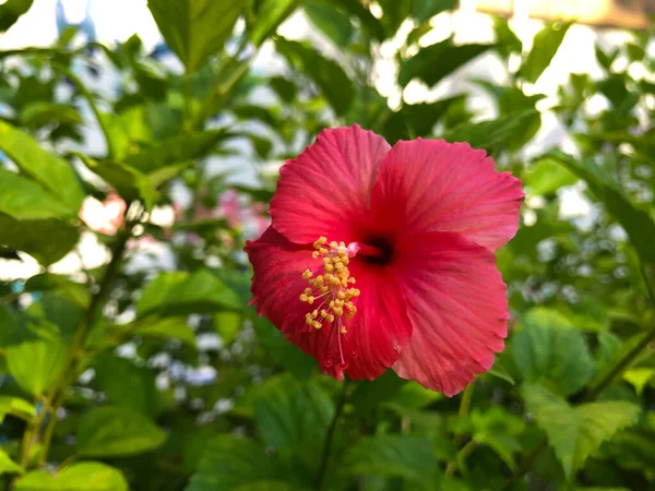 Hibiscus Rouge Communément Appelé Bunga Raya Avec Fond Flou — Photo