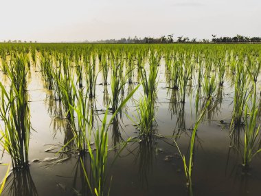 Malezya kırsalındaki pirinç tarlası manzarası. Doğa bileşimi