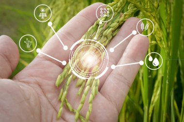 Çeltik tarlasında taze pirinçle el ele tutuşmak, modern tarım ve akıllı tarım kavramı.