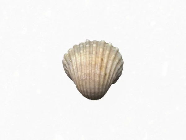 Ocean Seashell Isolated White Background — Stock Photo, Image