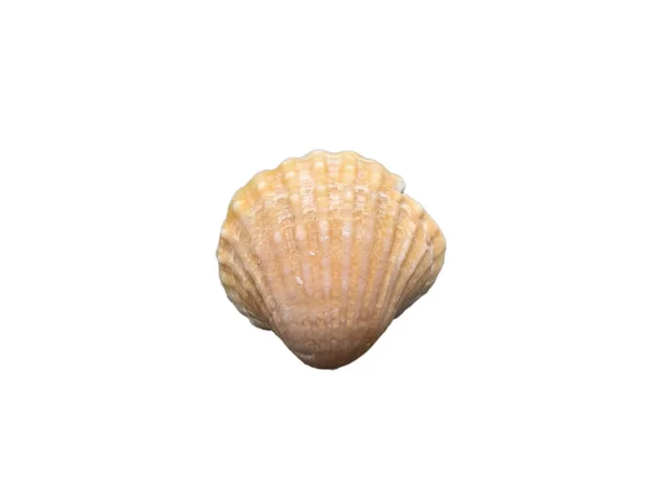 Ocean Seashell Isolated White Background — Stockfoto