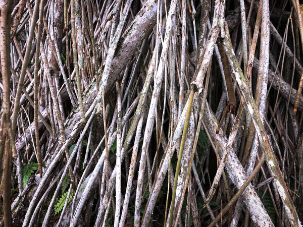 Tree Trunk Grunge Natural Root Texture Background — Zdjęcie stockowe