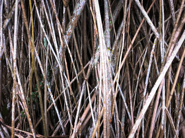 Tree Trunk Grunge Natural Root Texture Background — Stock Photo, Image