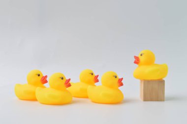 Ördek lideri grubun önünde duruyor..