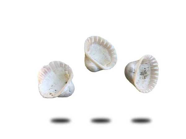 Coquilles Isolées Sur Fond Blanc — Photo