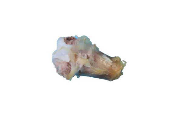 Куряча Кістка Ізольована Білому Тлі — стокове фото