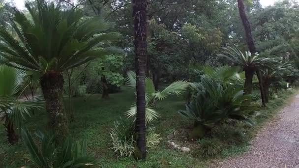 Callejón de palmeras en el jardín botánico de Sukhum de la República de Abjasia en julio-mes. — Vídeos de Stock