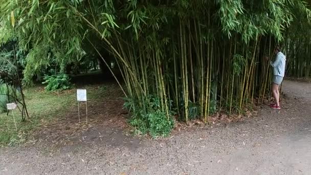 Árvore de bambu no jardim botânico da República da Abcásia em julho-mês. — Vídeo de Stock