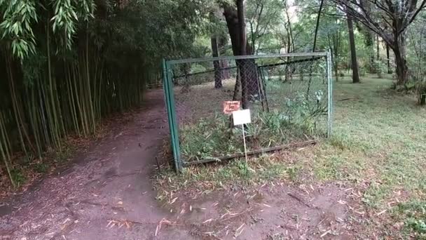 Sumak-lak in de botanische tuin van Sukhum in de Republiek Abchazië in juli-maand. — Stockvideo