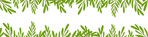 Olivkvistar Isolerade Vit Bakgrund Botaniska Gröna Blad Med Kopieringsutrymme Horisontell — Stock vektor