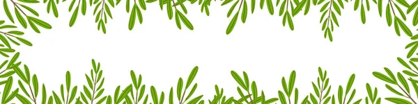 Stomme Olivkvistar Isolerade Vit Bakgrund Botaniska Gröna Blad Med Kopieringsutrymme — Stock vektor