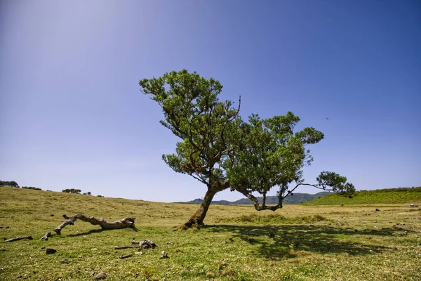 Gran bosque fanal en la isla de Madeira agradable — Foto de Stock