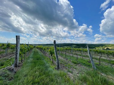 Znojmo yakınlarında, Czech Cumhuriyeti 'nde küçük güzel bir şarap mahzeni. Yüksek kalite fotoğraf
