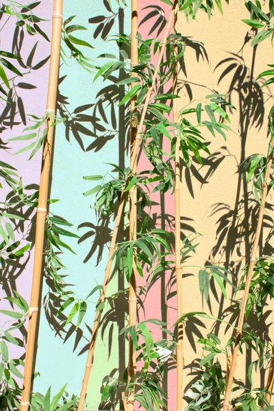 Kreativ Sommar Bakgrund Koncept Bambu Grenar Grönt Träd Med Blad — Stockfoto