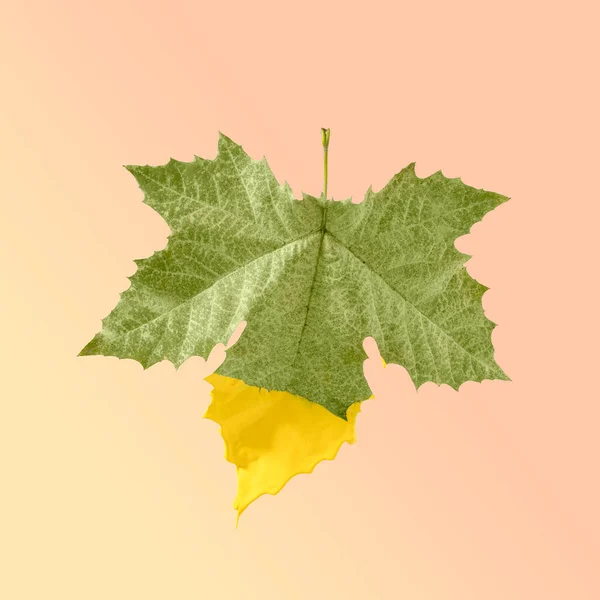 Creative Autumn Concept Leaf Staining Green Yellow Paint Answer Change — Stock Photo, Image