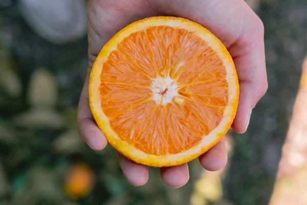 Close Cut Half Juicy Ripe Orange Hand — Stock Photo, Image