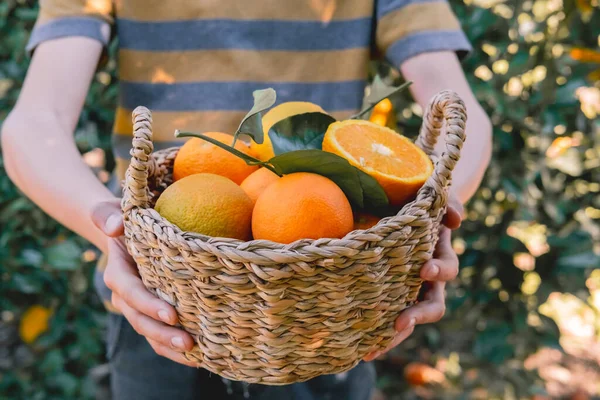 Child Boy Picking Oranges Fruits Orange Tree Garden Harvesting Fruit — Stock Photo, Image
