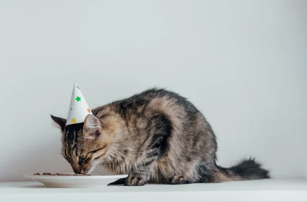 猫在开生日会 戴着派对礼帽的毛绒绒的小猫吃生日蛋糕 — 图库照片