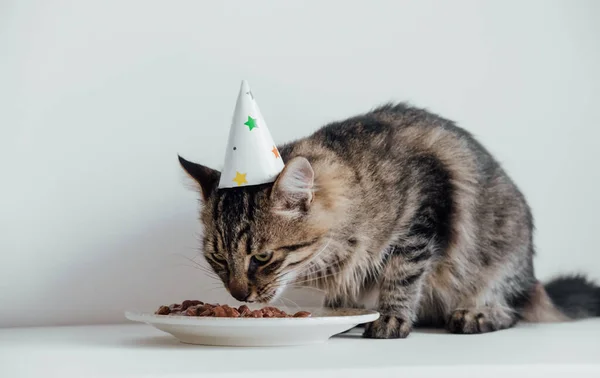 Cat Urządza Przyjęcie Urodzinowe Puszysty Kotek Imprezowym Kapeluszu Zjada Urodzinowy — Zdjęcie stockowe