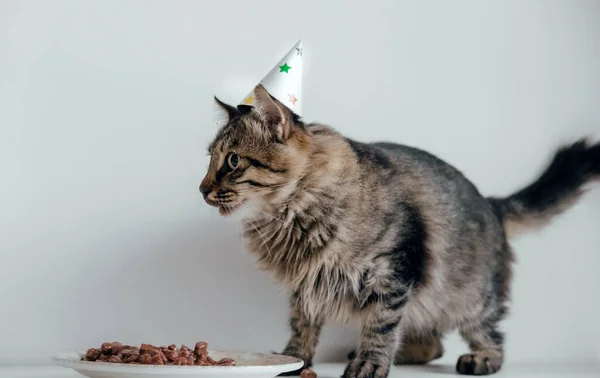 Cat Urządza Przyjęcie Urodzinowe Puszysty Kotek Imprezowym Kapeluszu Zjada Urodzinowy — Zdjęcie stockowe