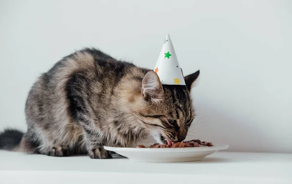 猫在开生日会 戴着派对礼帽的毛绒绒的小猫吃生日蛋糕 — 图库照片