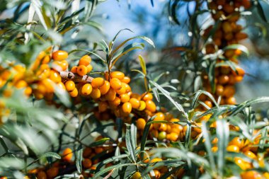 Sea buckthorn bushes and ripe berries in large plantation