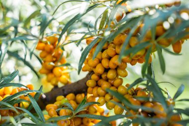 Sea buckthorn bushes and ripe berries in large plantation