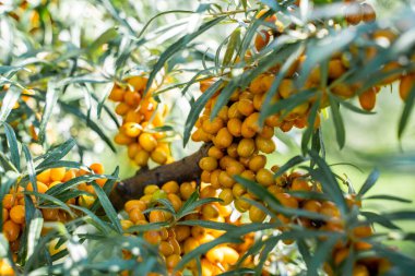Sea buckthorn bushes and ripe berries in large plantation