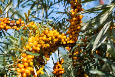 Sea buckthorn bushes and ripe berries in large plantation