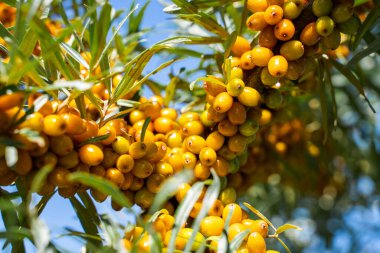 Sea buckthorn bushes and ripe berries in large plantation