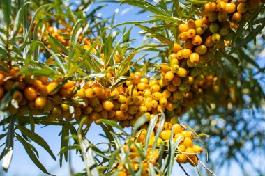 Sea buckthorn bushes and ripe berries in large plantation