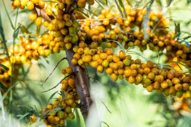 Sea buckthorn bushes and ripe berries in large plantation