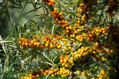 Sea buckthorn bushes and ripe berries in large plantation