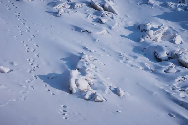 Ślady Zwierząt Śniegu Zimowe Tło Powierzchnia Rzeki Opadach Śniegu Fragmentami — Zdjęcie stockowe